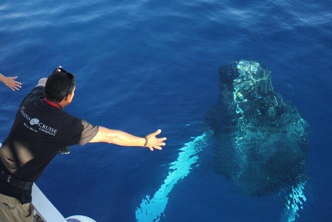 2-Hour Maui Whale Watch from Lahaina Harbor, Maui - The Itinerary in Detail