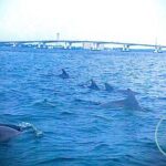 2 Hour Shell Island Jet Ski Dolphin Tour - What to Expect on the Water