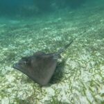 2 hour snorkeling in Arrecife de Puerto Morelos - What Past Participants Say
