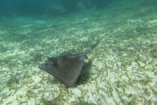 2 hour snorkeling in Arrecife de Puerto Morelos - What Past Participants Say