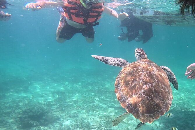 2-Hour Snorkeling in Two Spots of Tulum's Reef - The Experience: Pros, Cons, and What You’ll Love