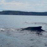2 Hours Guided Whale and Bird Boat Tour in Bay Bulls - Authenticity and Overall Impression