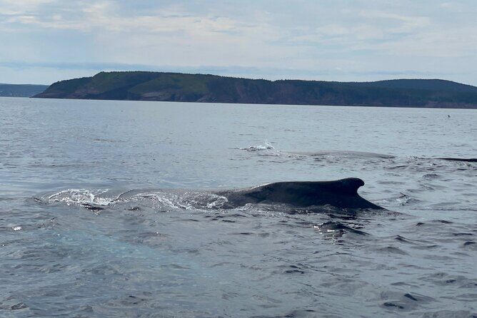 2 Hours Guided Whale and Bird Boat Tour in Bay Bulls - Authenticity and Overall Impression