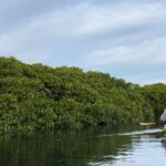 2 Hours of Kayak Safari in Bahía de La Paz - The Itinerary in Detail
