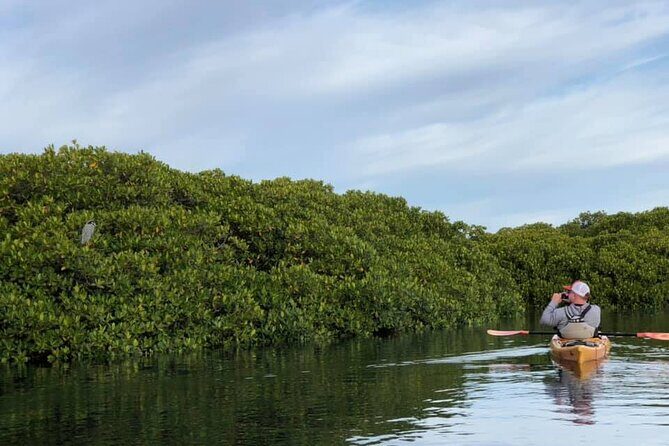 2 Hours of Kayak Safari in Bahía de La Paz - The Itinerary in Detail
