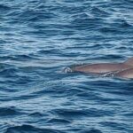 2 Hours Swim with the Dolphins in Panama City - What Makes This Tour Special