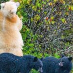 2 hr Private Custom Tour of Ketchikan (4 people) Wildlife + More - The Experience: What Travelers Can Expect