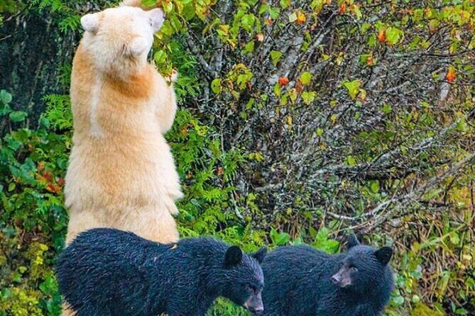 2 hr Private Custom Tour of Ketchikan (4 people) Wildlife + More - The Experience: What Travelers Can Expect