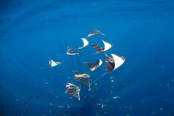 2 Tank Combo Cabo Reserve & Corridor, certified divers with MANTA - What’s Included and What Costs Extra