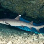 2-Tank Daytime Scuba Dive Boat Trip - What Makes This Tour Stand Out?