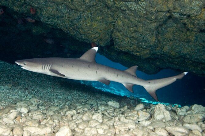 2-Tank Daytime Scuba Dive Boat Trip - What Makes This Tour Stand Out?