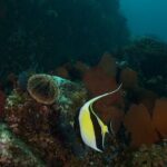 2 Tank Dive - Certified Divers (Santa Maria Bay & Chileno Bay) - FAQ