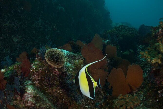 2 Tank Dive - Certified Divers (Santa Maria Bay & Chileno Bay) - FAQ