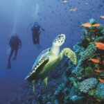 2 Tank Dive in Cozumel - What Reviewers Say About This Tour