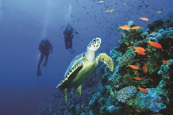 2 Tank Dive in Cozumel - What Reviewers Say About This Tour