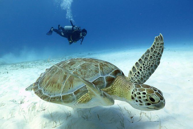 2-Tank Morning or Afternoon Dives in Playa del Carmen certified Divers Only - Exploring the Tour in Detail