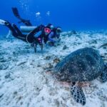 2 Tanks dives for Certified Divers in Cozumel - The Itinerary in Detail