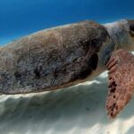 2 tanks for certified divers - What the Reviews Say: Authentic Perspectives