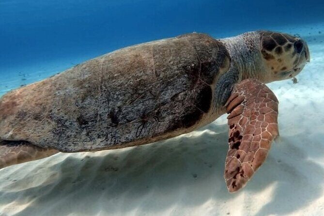 2 tanks for certified divers - What the Reviews Say: Authentic Perspectives