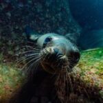 2 Tanks Scuba Diving in La Paz - Pricing and Value Analysis