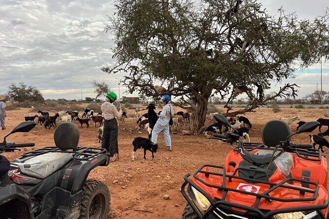 2Hours DE Quad + Comedy EN Tour and Crocoparc Tour - What to Expect from Each Segment