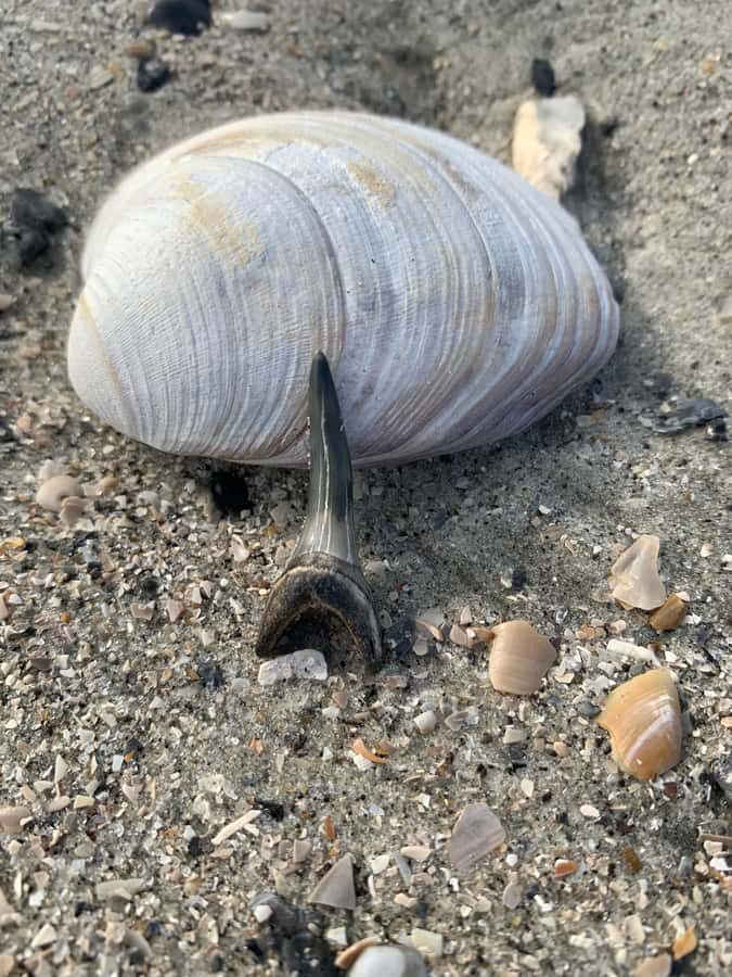 2hr Private River Cruise with stop at Morris Island - Who Will Love This Experience?