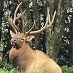 3 - 3.5 HR Smoky Mtn. Cherokee Eco Elk Safari Jeep Adventure - Final Thoughts