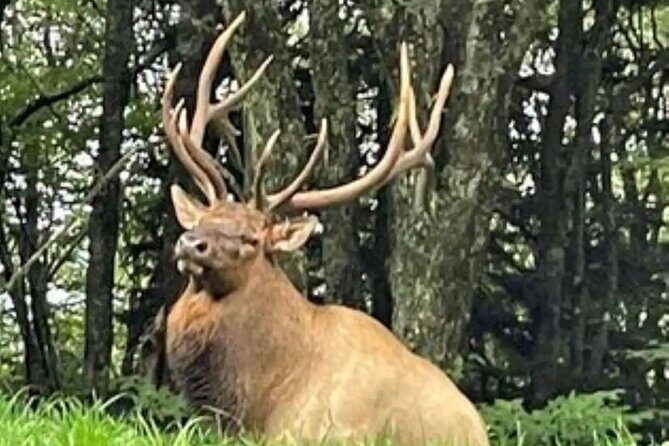 3 - 3.5 HR Smoky Mtn. Cherokee Eco Elk Safari Jeep Adventure - Final Thoughts