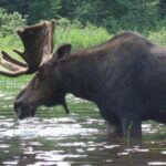 3-Day Algonquin Park Canoe Trip - What’s Included and What’s Not