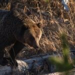 3 Day Guided Wildlife Photography Tour in Yellowstone - Who Should Consider This Tour?