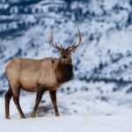 3 Day Wildlife Photography Tour in Yellowstone National Park - Is this tour worth the price?