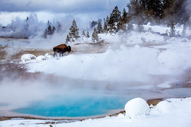 3 Day Yellowstone, Grand Teton Winter Discovery Small Group Tour - Exploring Yellowstone in Winter – A Unique Perspective