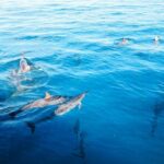 3 Hour Big Island Dolphin Watch Boat Tour, Snorkeling & BBQ Lunch - Key Points