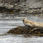 3 Hour Kayaking Tours from Friday Harbor - The Sum Up