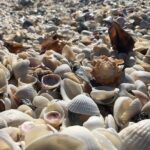 3 Hour Keewaydin Island Shelling Adventure - Analyzing the Value and Practicalities