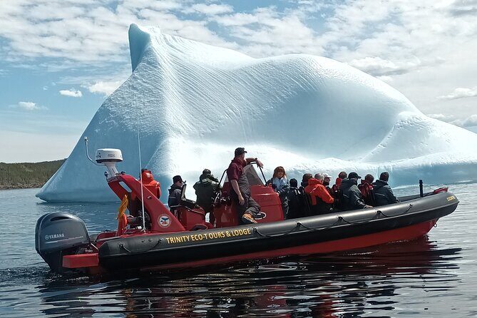 3 Hour Ocean Safari by Zodiac Boat -Whales & Icebergs seasonally - What You Can Expect: A Detailed Breakdown