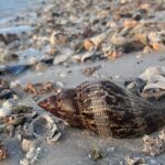 3 Hour Shelling Tour in Marco Island - Who Will Love This Tour?