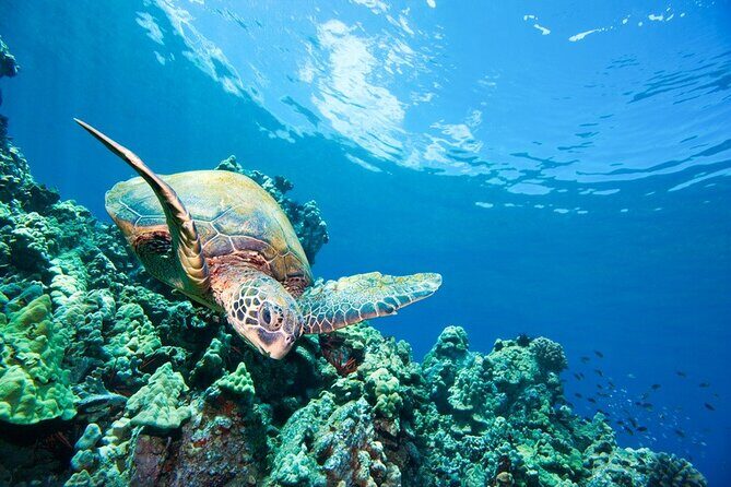 3 Hour Turtle Town Snorkel and Whale Watch Tour in Kihei - What to Expect at Each Stop