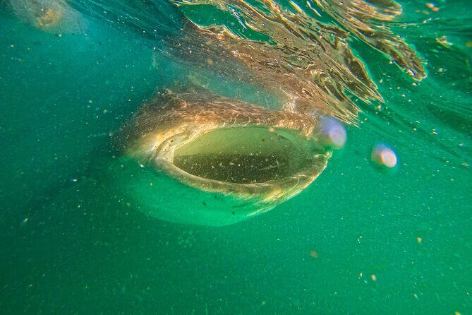 3 Hours La Paz Whale Shark First Class Snorkeling Tour - The Review Snapshot: Authentic Perspectives