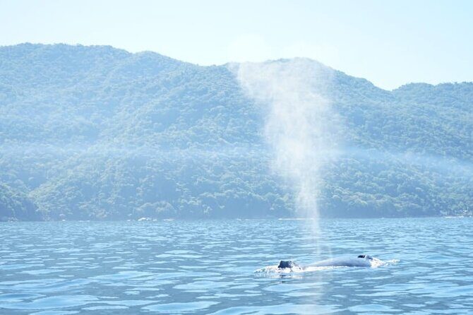 3 Hours of Whale Watching in Puerto Vallarta - Who Will Love This Tour?