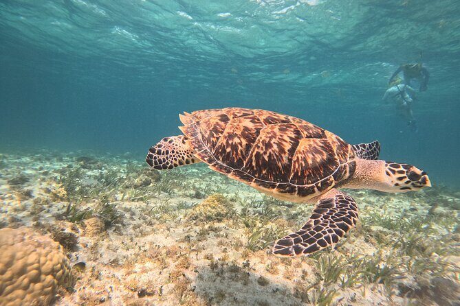 3 in 1 Jungle Speedboat and Snorkeling in Cancun - What the Reviews Say