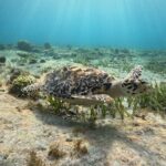 3 in 1 Jungle Tour Adventure Cancun - Authentic Experiences and Traveler Feedback