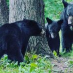 3hr Custom Private Tour of Ketchikan (4 People) Wildlife + More - Final Thoughts