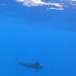 4 Hour Costa Maya Fishing and Snorkeling Experience - A Detailed Take on the Costa Maya Fishing and Snorkeling Tour