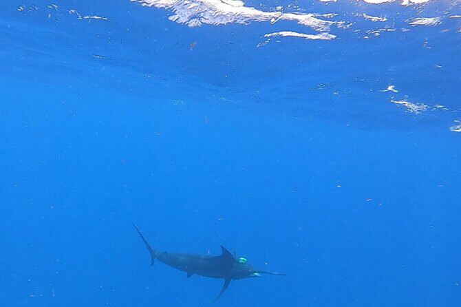 4 Hour Costa Maya Fishing and Snorkeling Experience - A Detailed Take on the Costa Maya Fishing and Snorkeling Tour