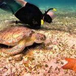 4 Hour Cozumel Turtle Sanctuary Experience on a Luxury Catamarán - Practical Info and Tips for Travelers