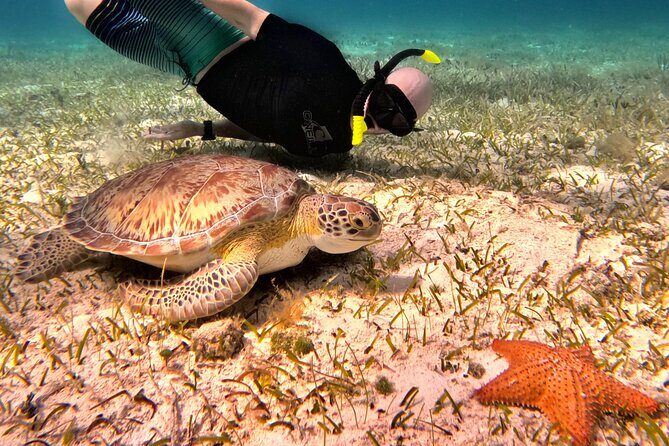4 Hour Cozumel Turtle Sanctuary Experience on a Luxury Catamarán - Practical Info and Tips for Travelers