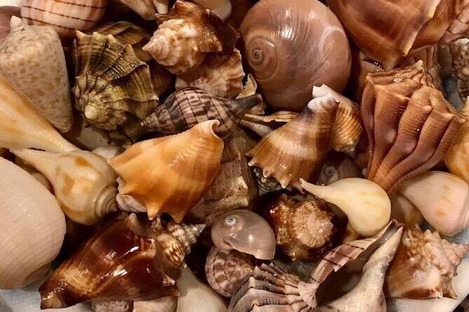 4 Hour Egmont Key Island Tour With Dolphins & Snorkeling Included - The Value of This Adventure