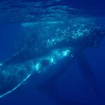 4-Hour Makena Whale Watch Tour - Who should consider this tour?