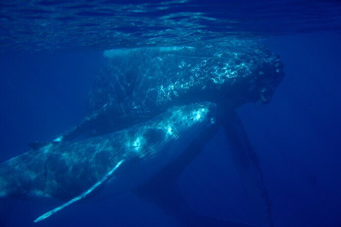 4-Hour Makena Whale Watch Tour - Who should consider this tour?
